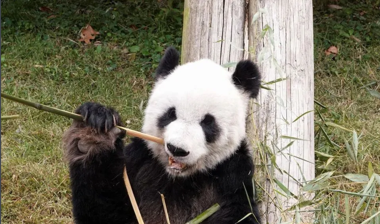 大熊猫乐乐