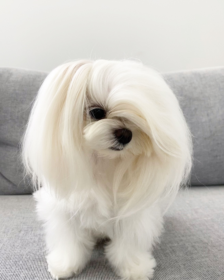 玛尔济斯犬