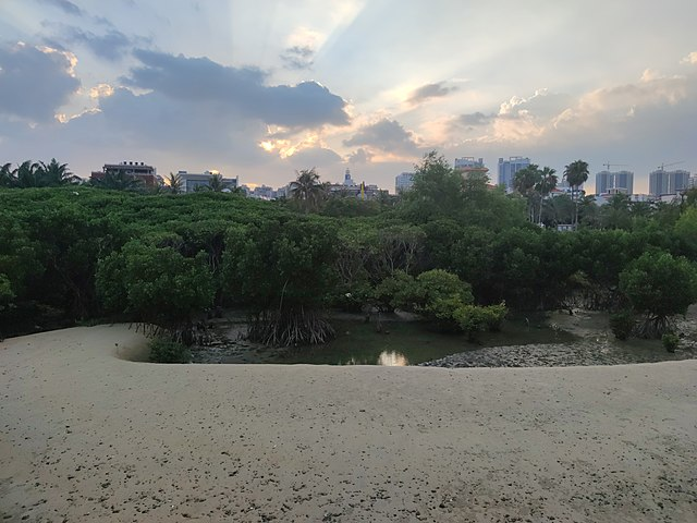 红树林