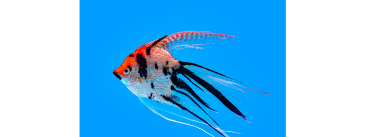 七彩神仙鱼