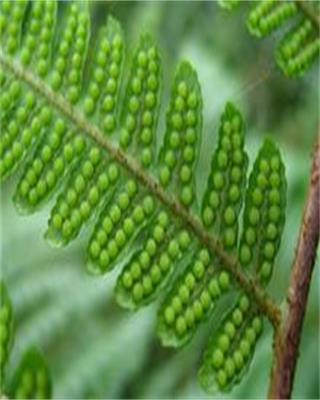 光叶小黑桫椤