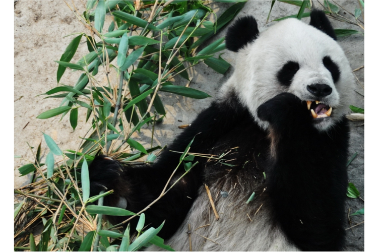 西安大熊猫.jpeg