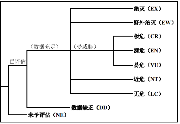 玳瑁