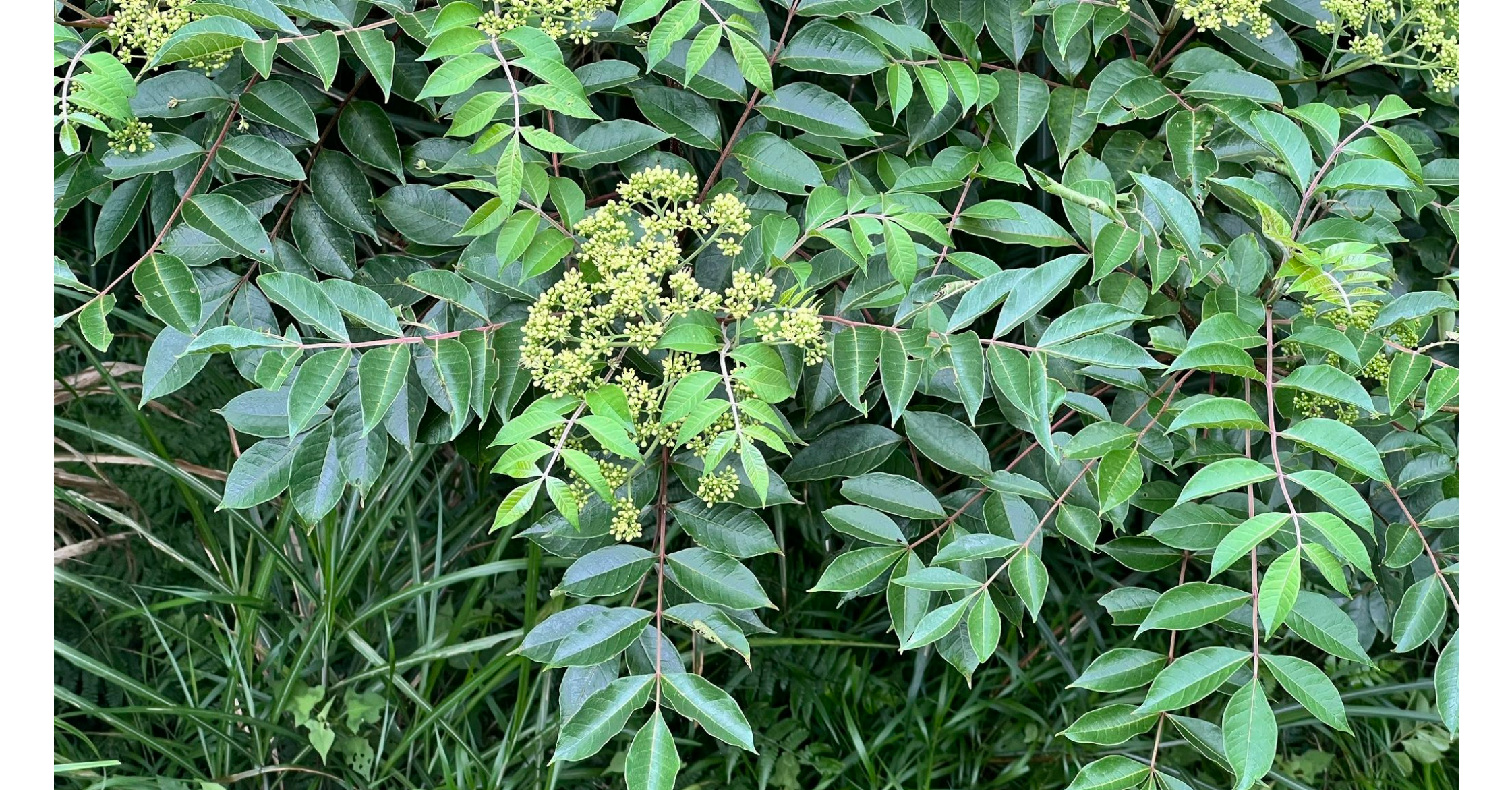 吴茱萸