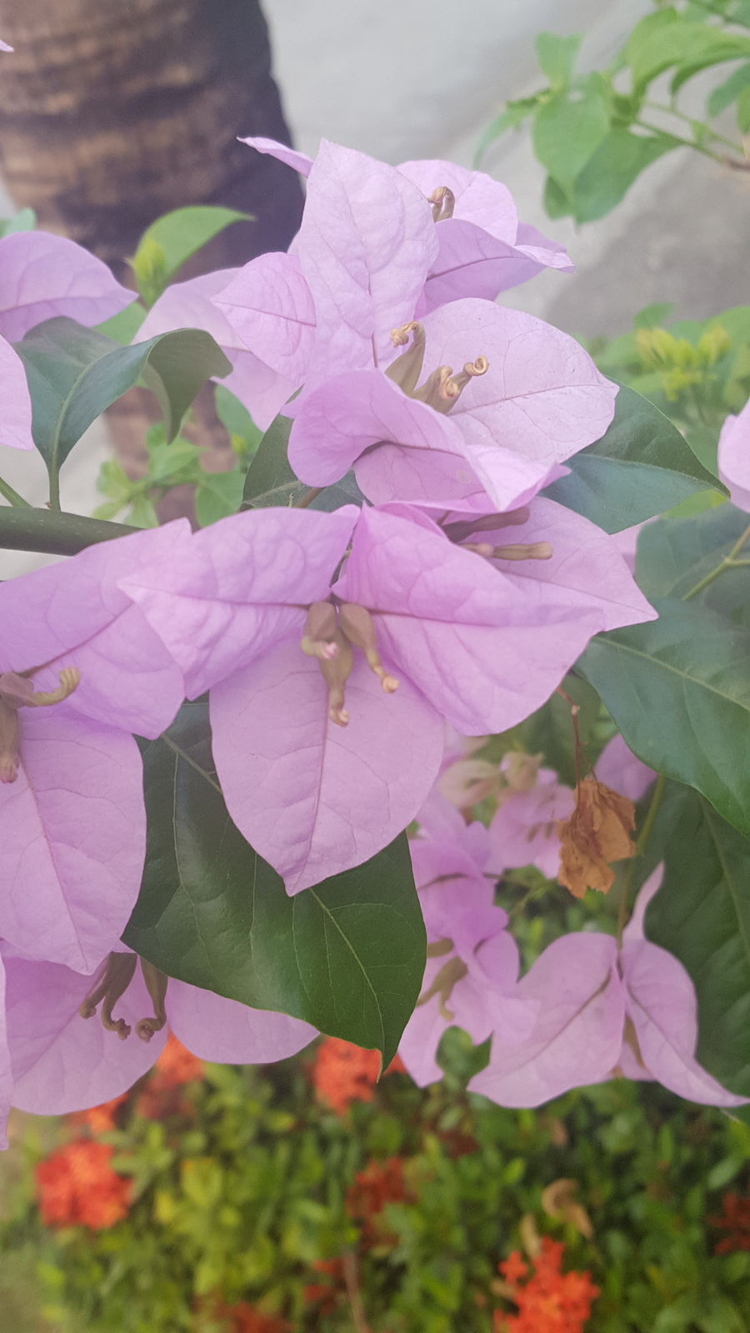叶子花属