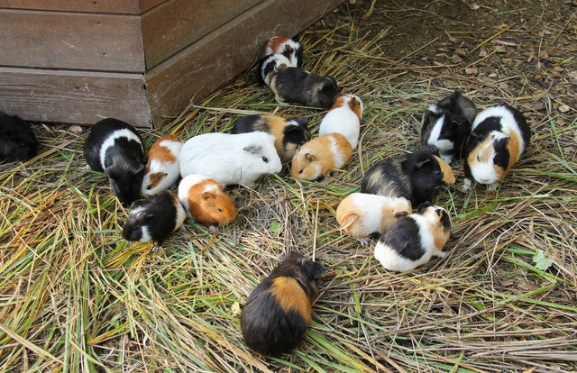 一群不同颜色的豚鼠在户外圈舍吃草group of guinea pigs of various colors eating grass in outdoor enclosure
