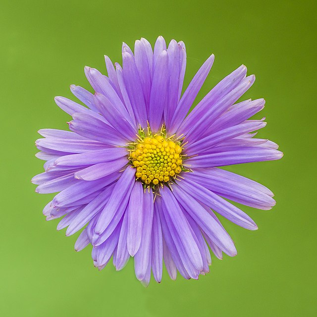 紫菀
