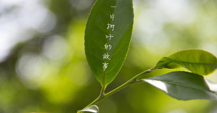 茶,一片树叶的故事