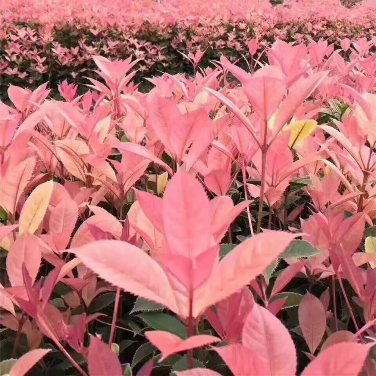 彩叶桂花