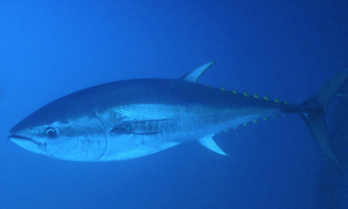 大西洋蓝鳍金枪鱼
