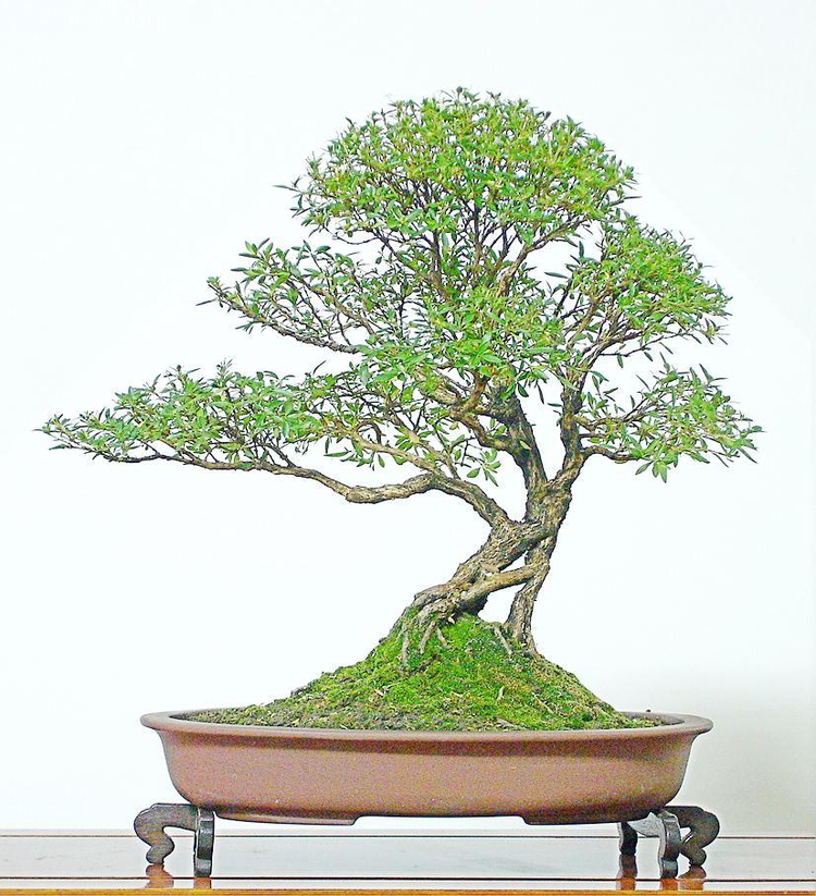 各种半常绿植物