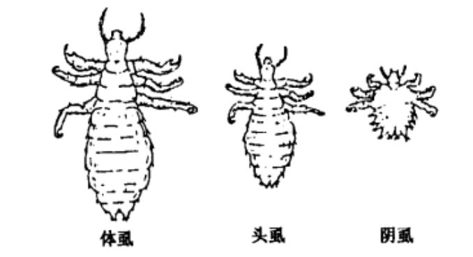 女性阴虱虫子图片图片