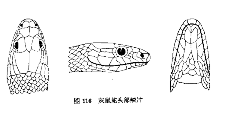 灰鼠蛇头部鳞片特征.png