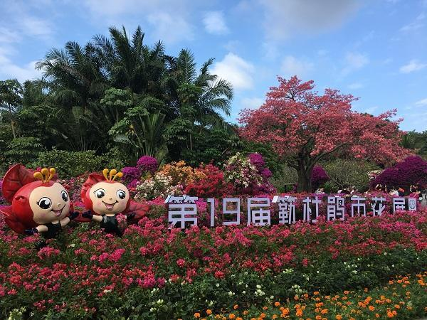 叶子花属