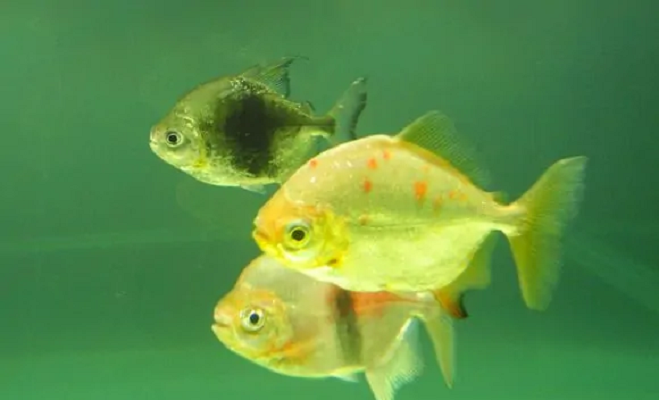 鲳