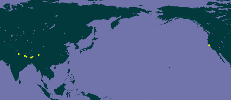 胡黄连