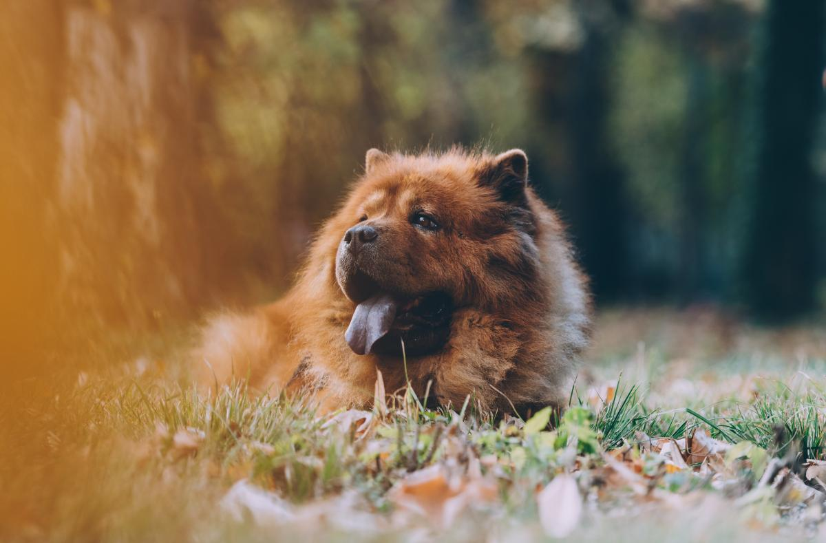 松狮犬