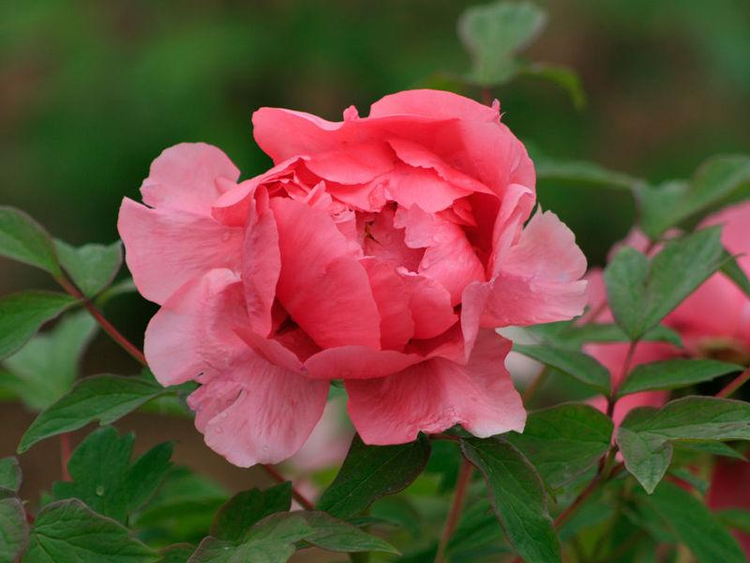 菏泽牡丹