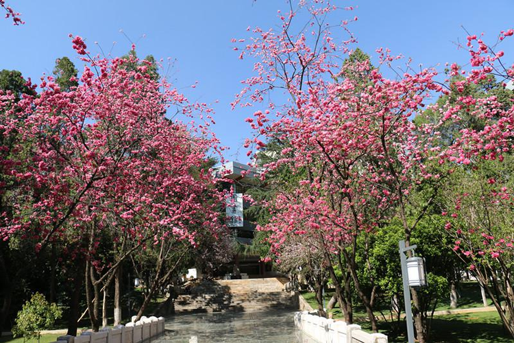 云南民族大学附属中学