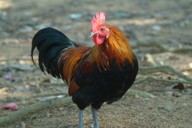 昌江黎族自治县