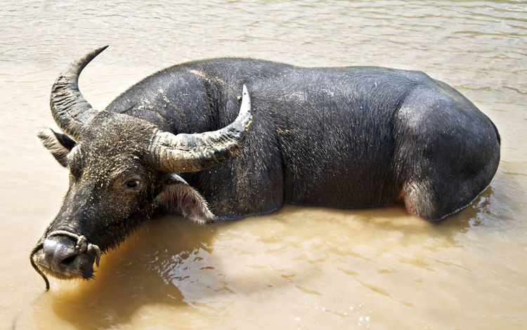 水牛