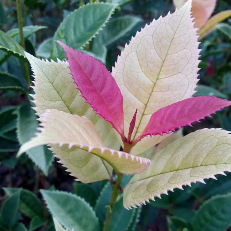 彩叶桂花