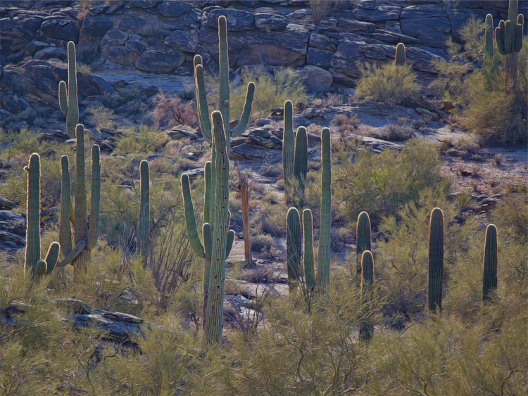 cactus_cacti_plants_2.jpg
