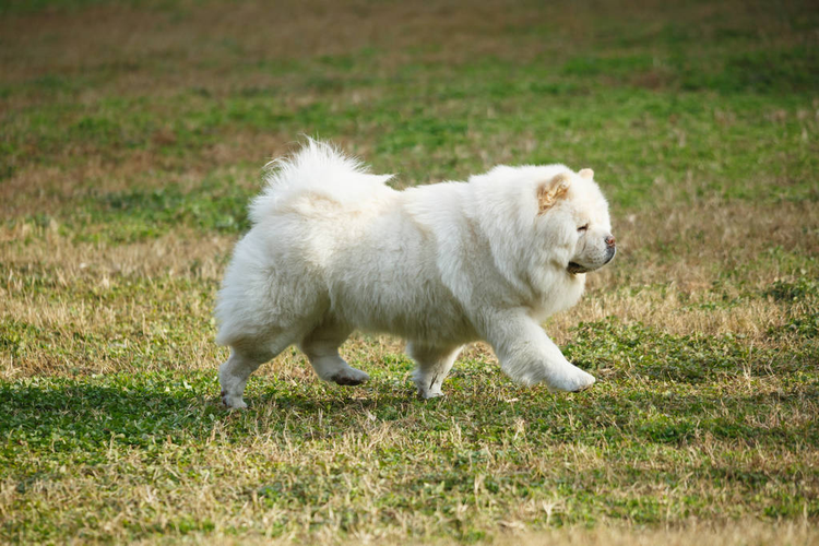 松狮犬