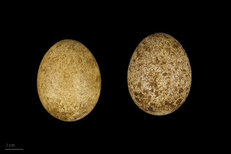 Falco_subbuteo_MHNT.ZOO.2010.11.105.jpeg