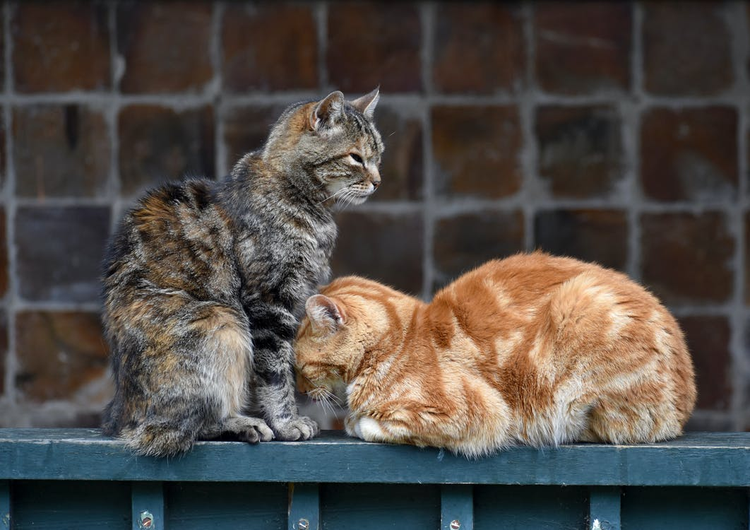 虎斑猫