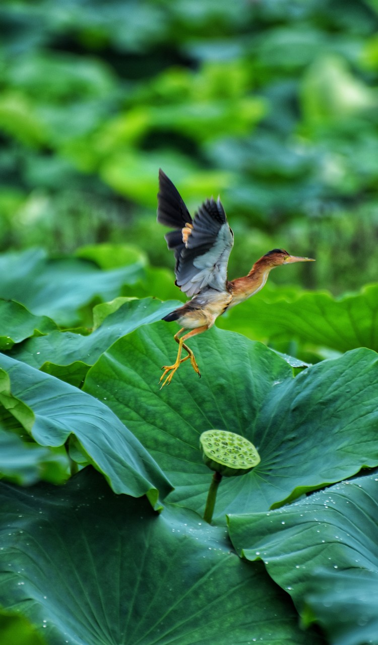 荷叶上的黄苇鳽
