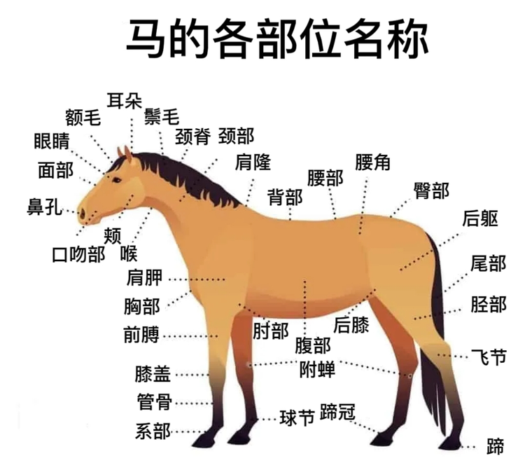 马