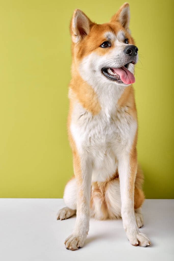 秋田犬