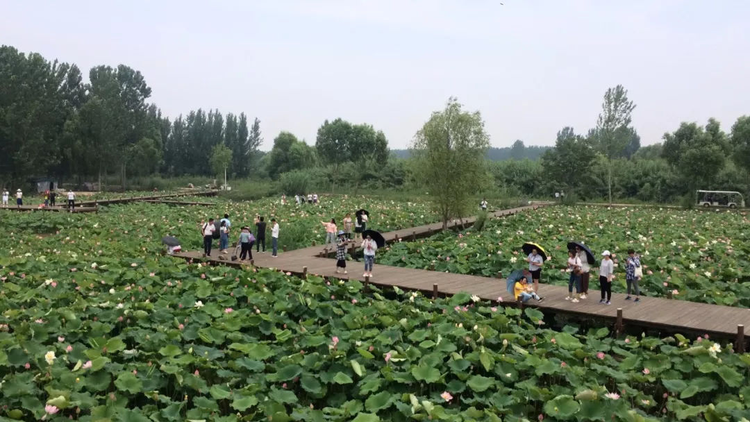 微山湖国家湿地公园1.jpeg