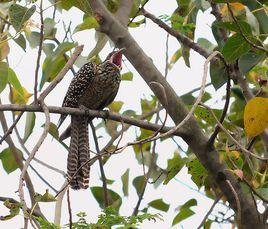 噪鹃马来西亚亚种