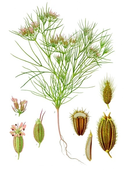 孜然芹
