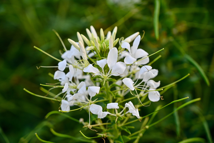 白花菜
