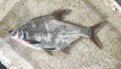 团头鲂