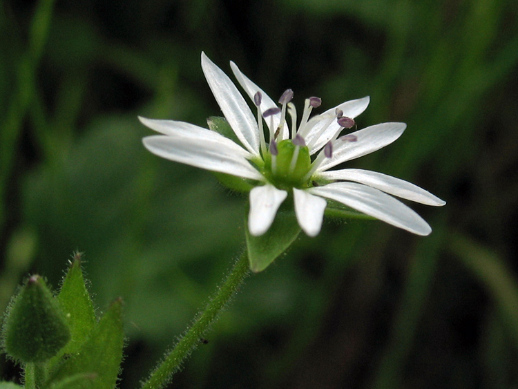 石竹科代表植物-鹅肠菜的花.png
