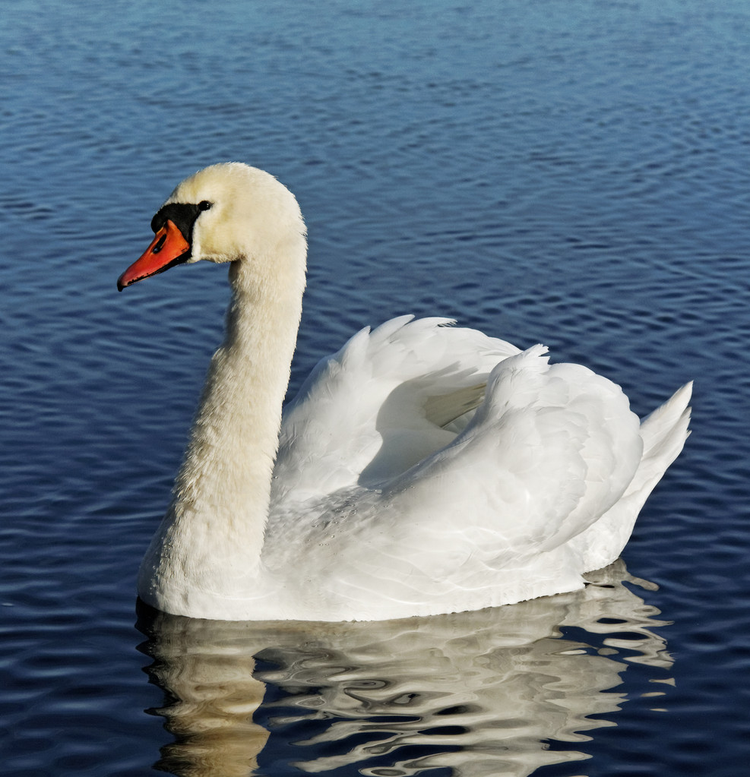 大天鹅Big swan..jpeg