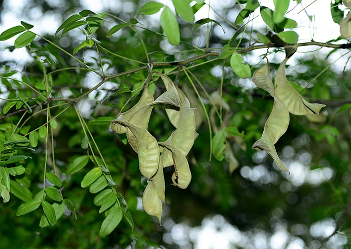 绒毛皂荚
