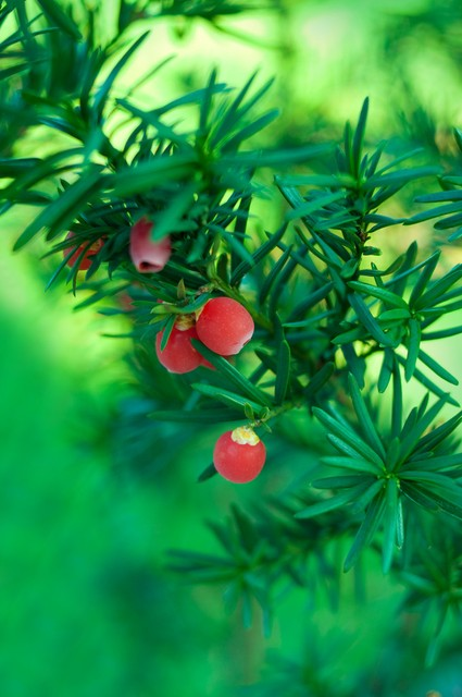 佛罗里达红豆杉Florida yew.jpeg