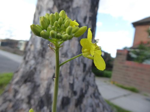 欧洲油菜