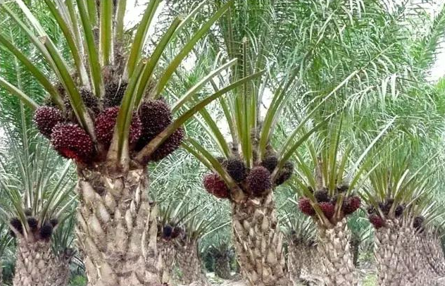 非洲油棕