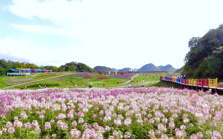 百里杜鹃彝山花谷景区.jpeg