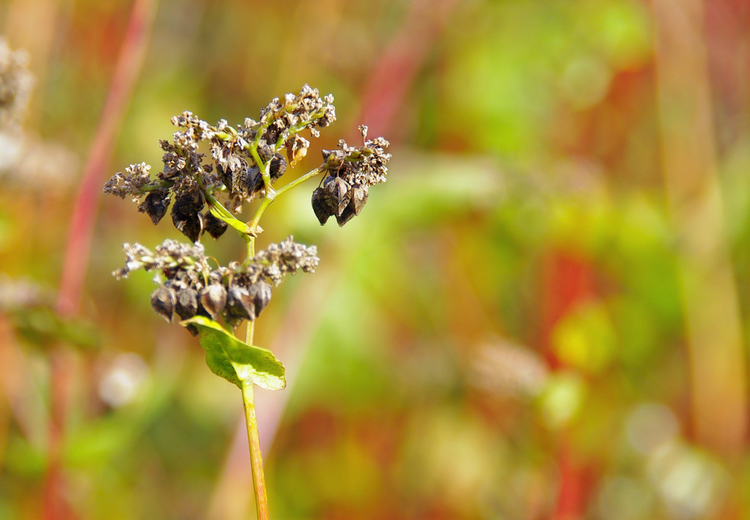 荞麦Buckwheat