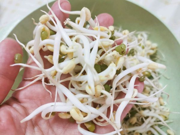 发豆芽