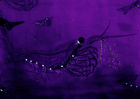 南极磷虾的生物荧光.jpg