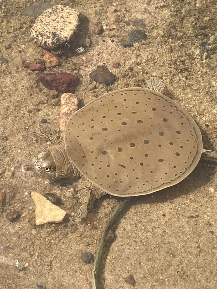 只有几百克,而像印度小头鳖(chitra indica)和新几内亚鼋(pelochelys