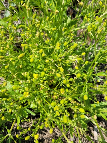 石龙芮